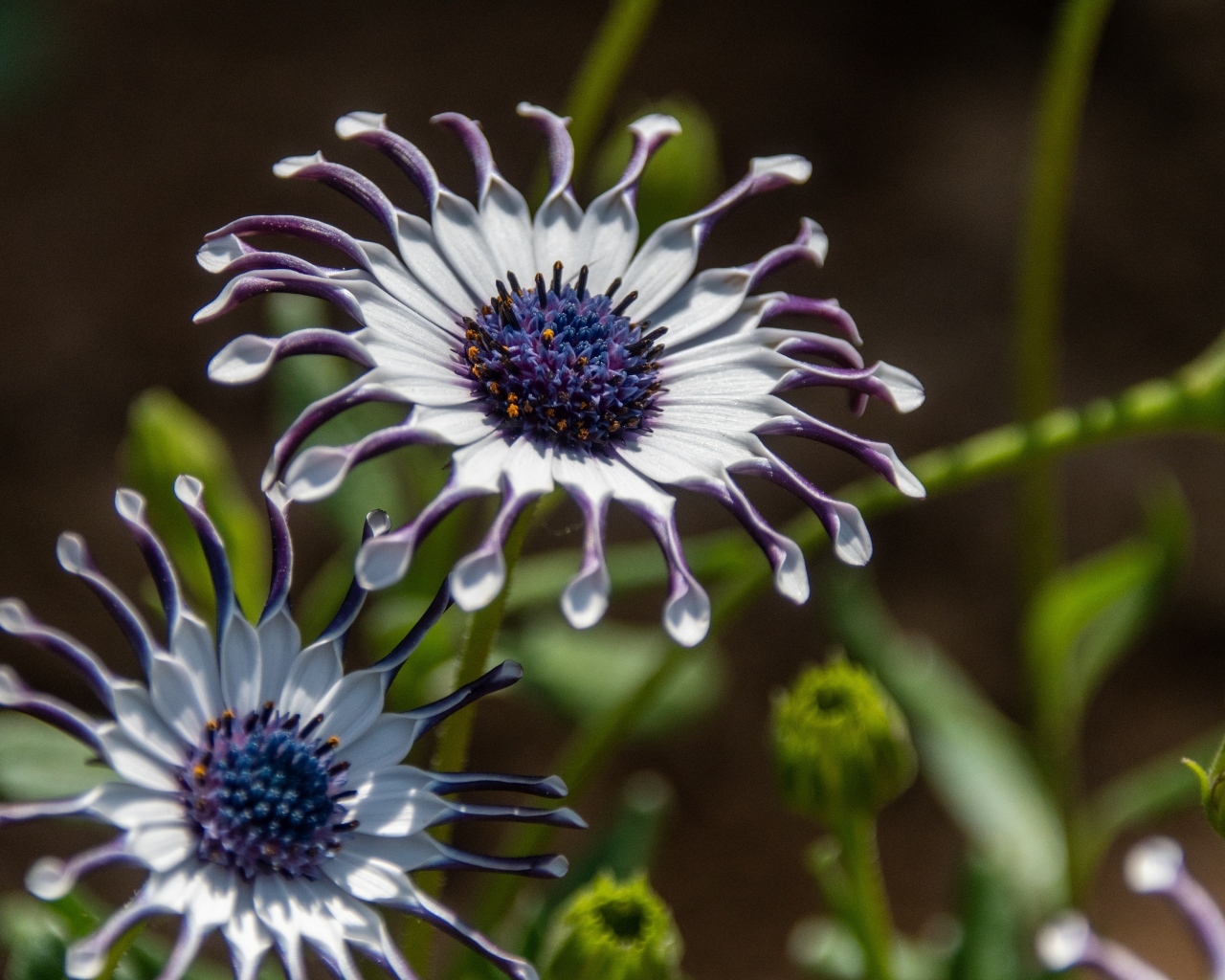 Красивые сиреневые цветы остеоспермум