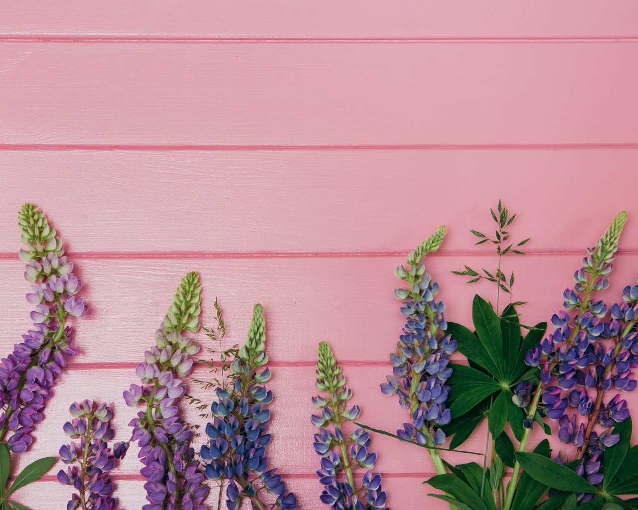 Красивые цветы люпина на розовом фоне