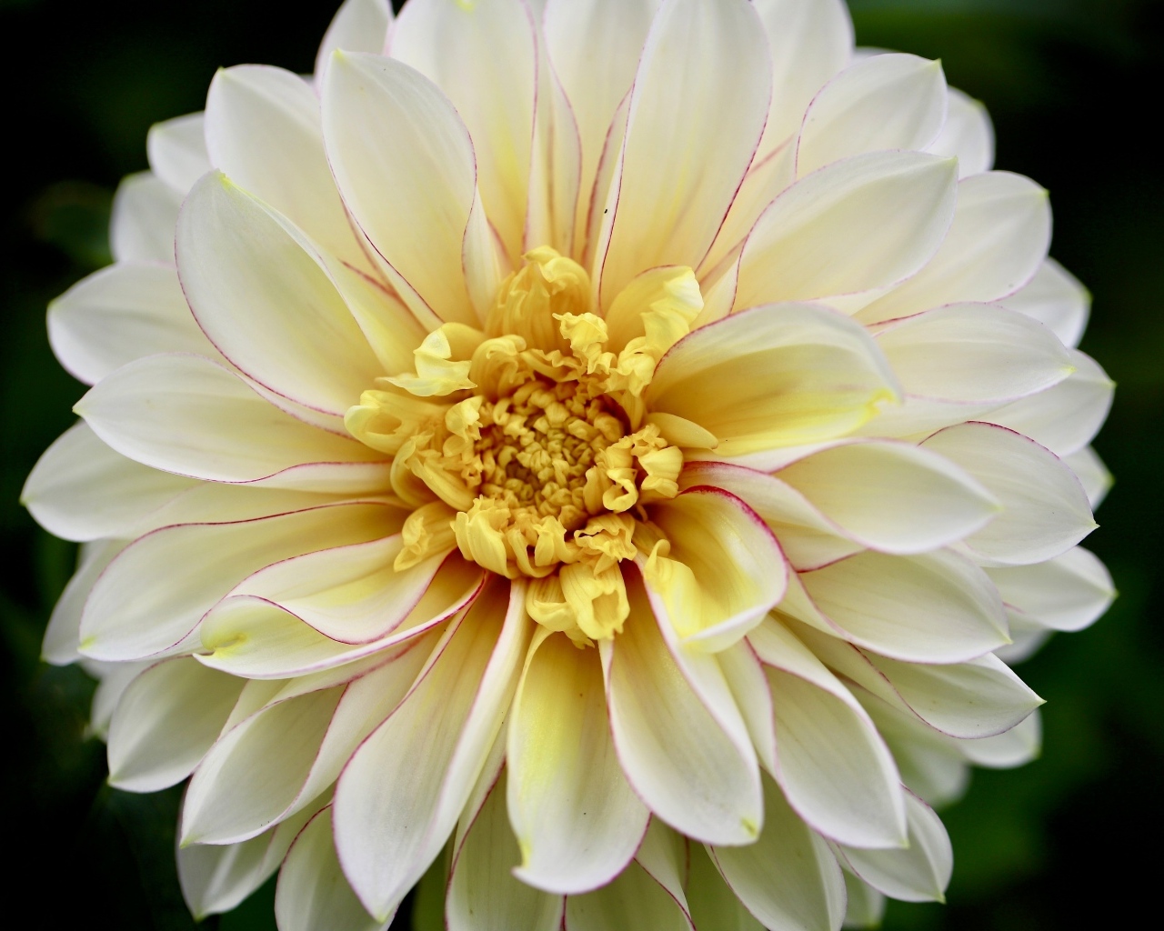 Красивый пышный цветок георгина крупным планом