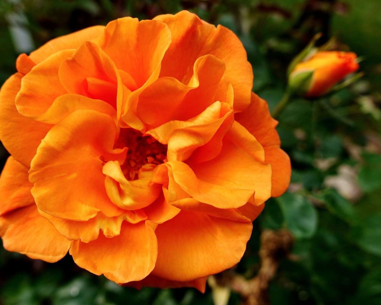 Красивая роза апельсинового цвета