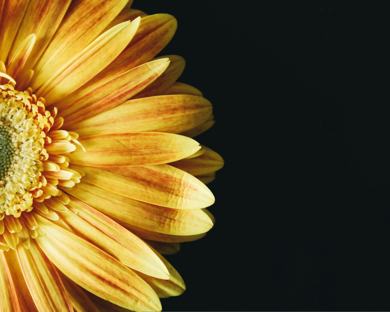 Красивый оранжевый цветок герберы на черном фоне