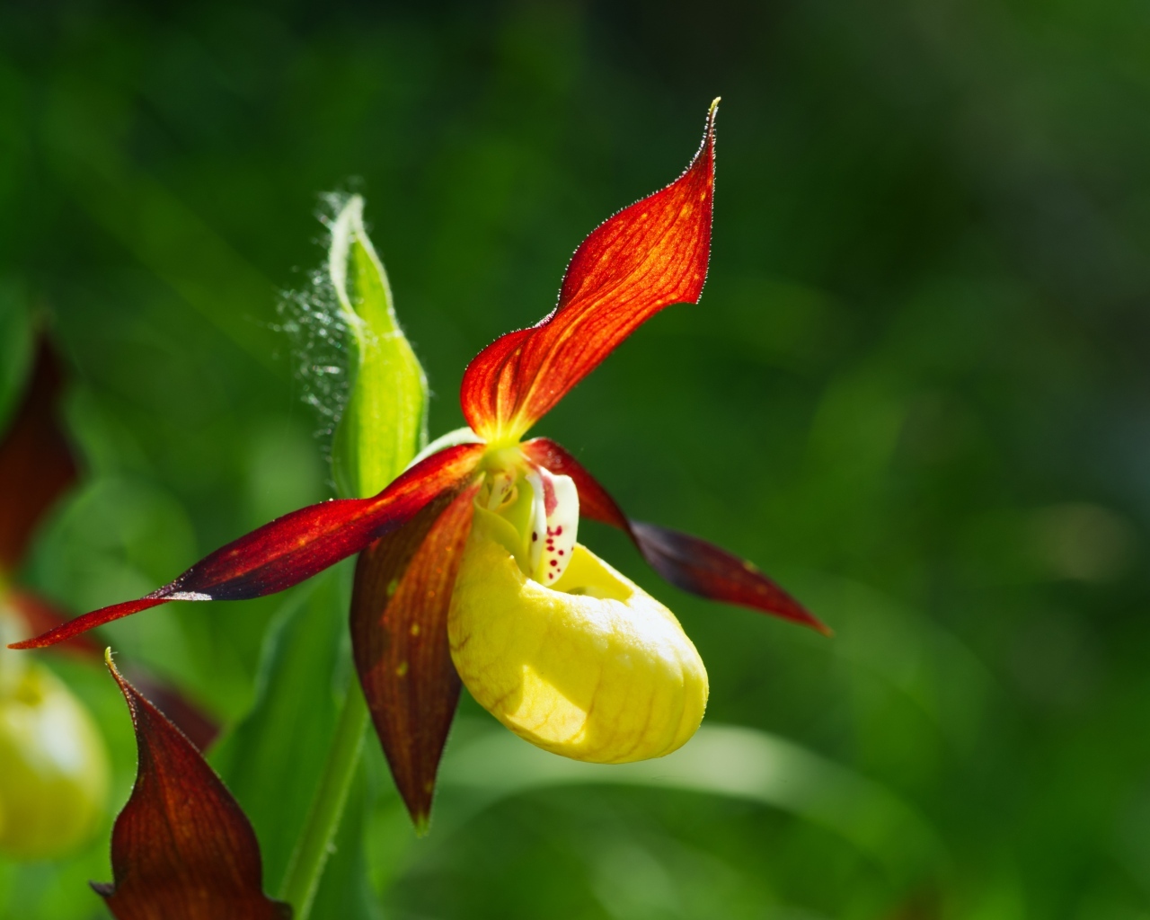Красивый цветок оранжевой орхидеи на зеленом фоне