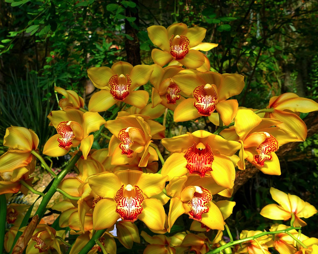 Красивые оранжевые цветы орхидеи в лесу