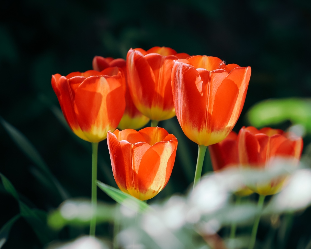 Красивые оранжевые весенние тюльпаны на клумбе