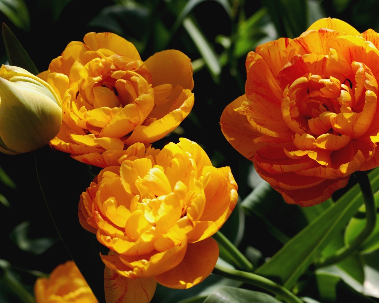 Красивые оранжевые тюльпаны на клумбе