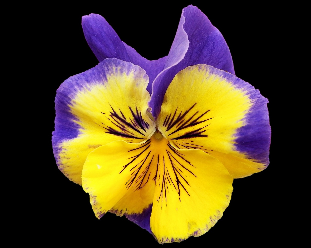 Красивый цветок анютины глазки на черном фоне