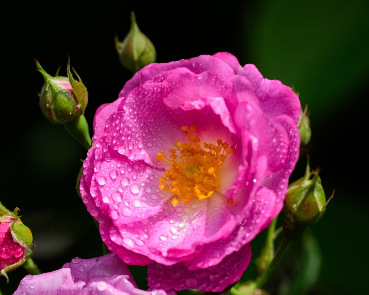 Красивая парковая роза с бутонами в каплях воды