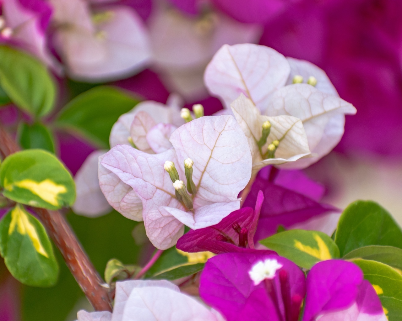 Красивые розовые цветы бугенвиллия