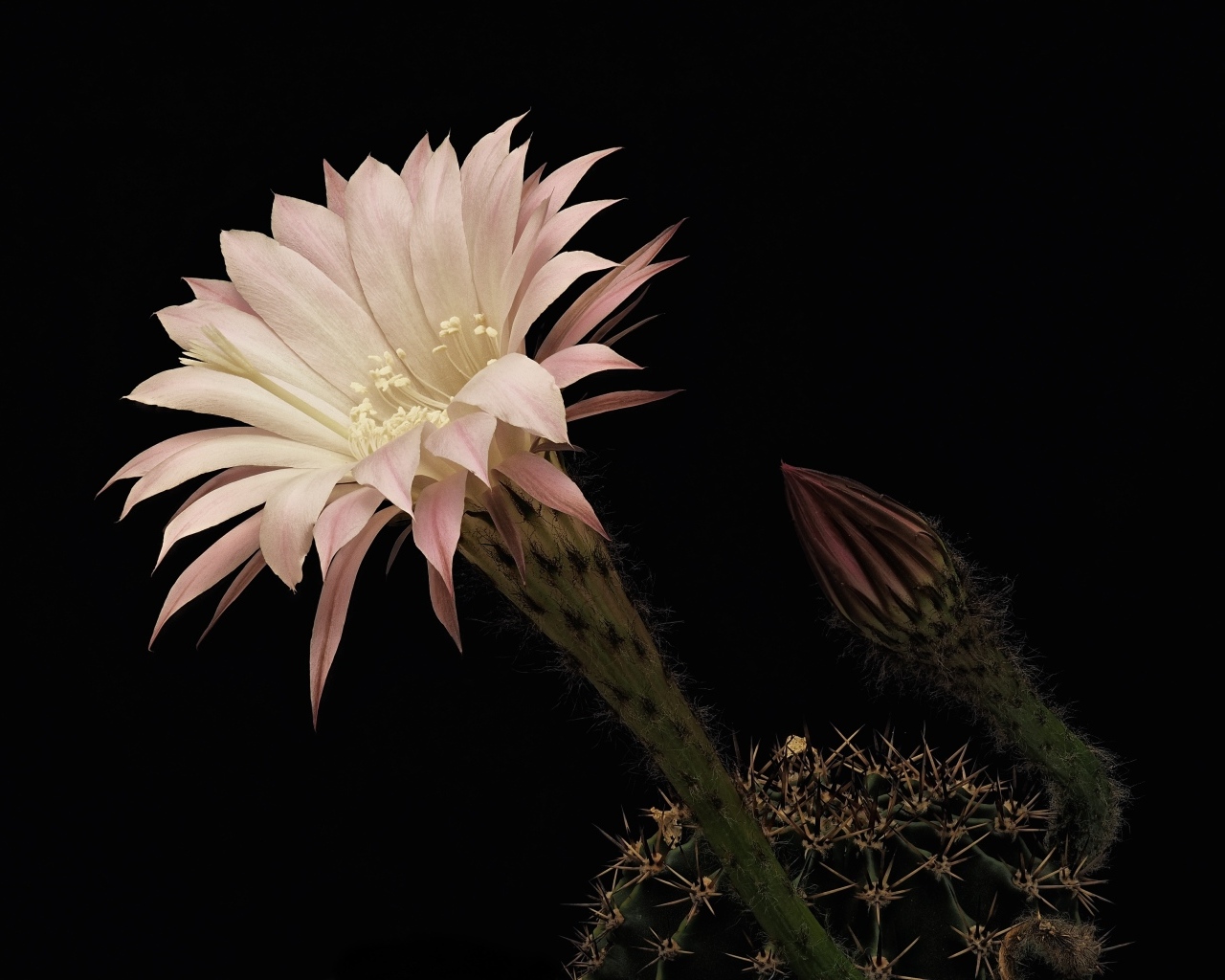 Красивый розовый цветок кактуса на черном фоне