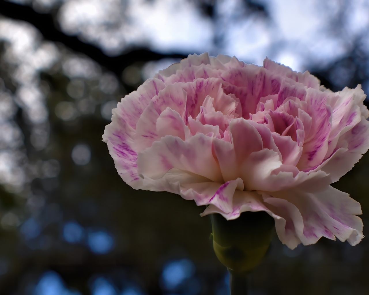 Красивая розовая гвоздика крупным планом