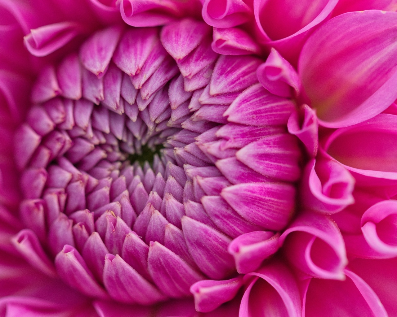 Красивый розовый цветок георгина крупным планом