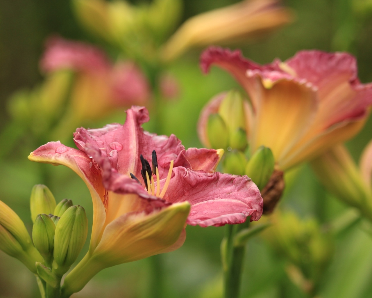 Красивые розовые цветы лилейник с бутонами на клумбе