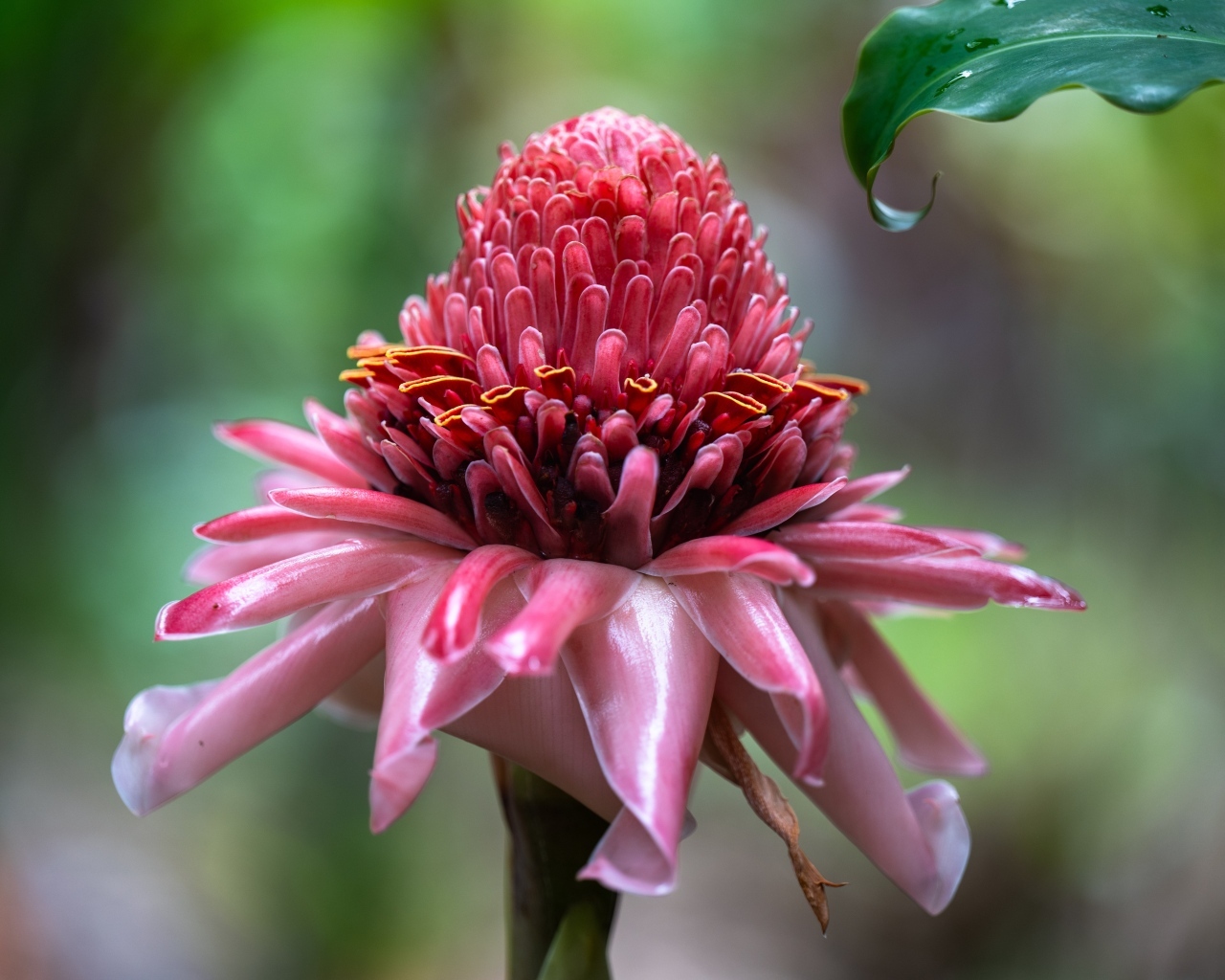 Красивый розовый цветок эхинацеи крупным планом