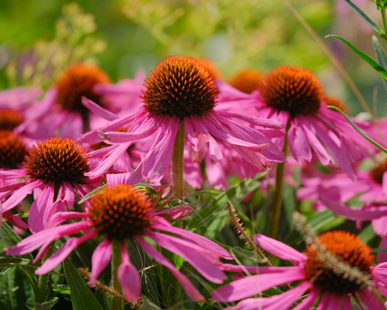 Красивые розовые цветы эхинацеи на клумбе