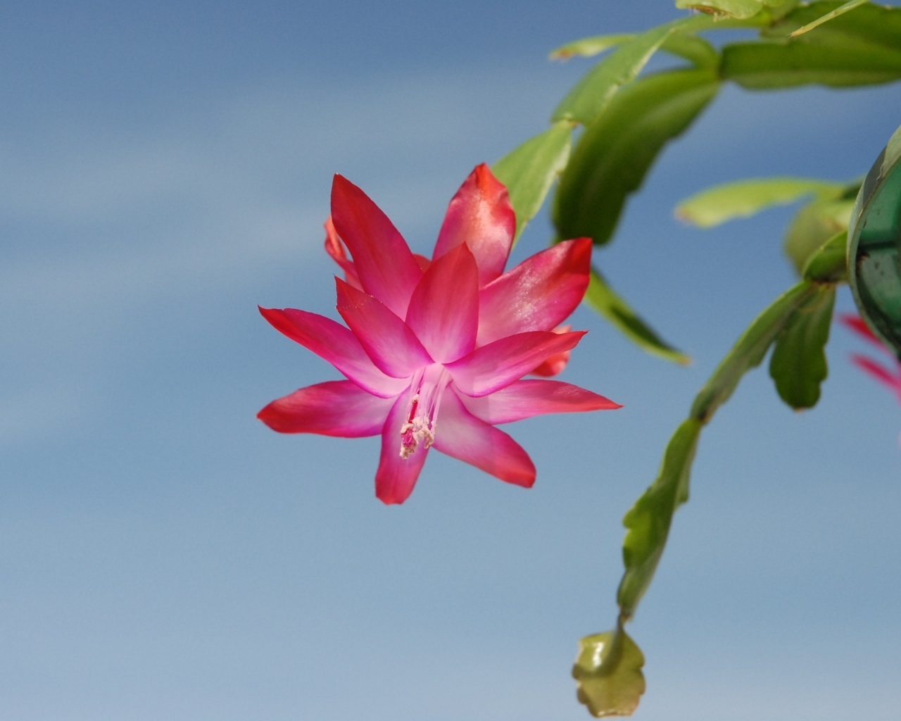 Красивый розовый цветок декабрист