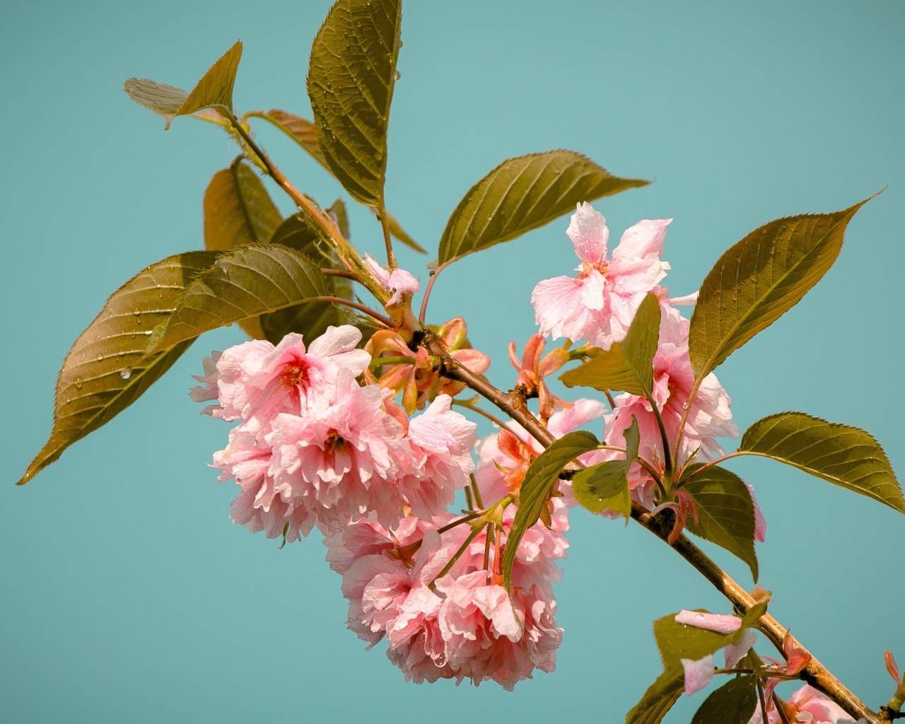 Красивые розовые цветы на ветках черешни 