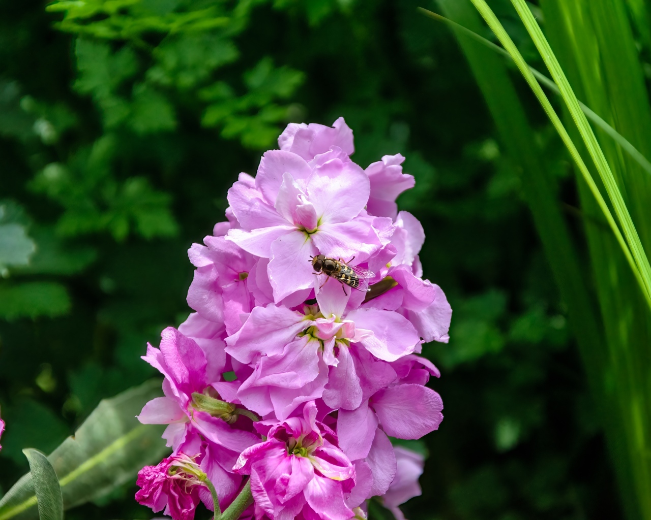 Красивый розовый садовый цветок