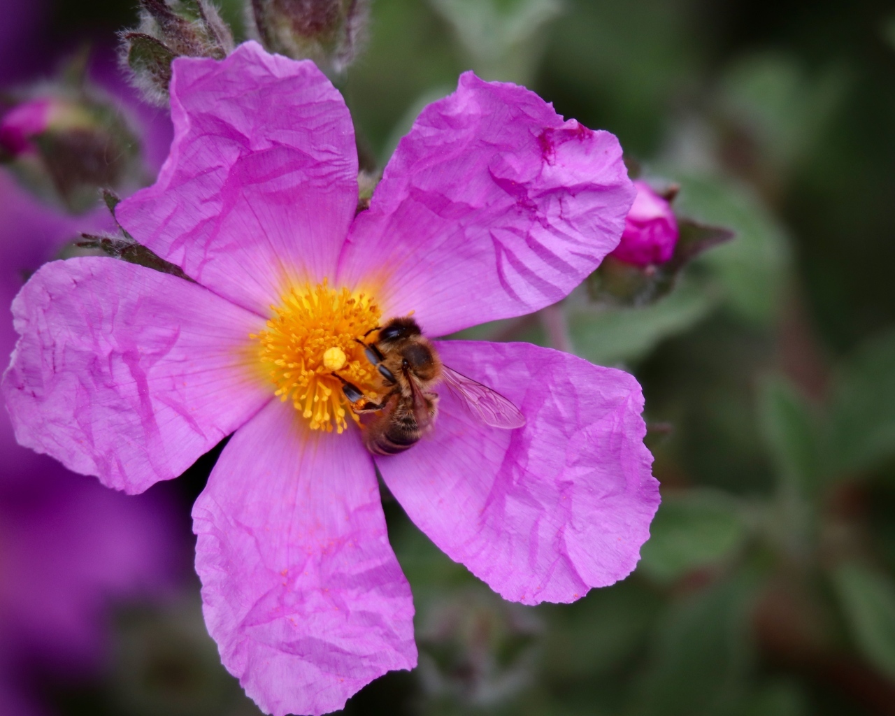 Красивый розовый садовый цветок с пчелой