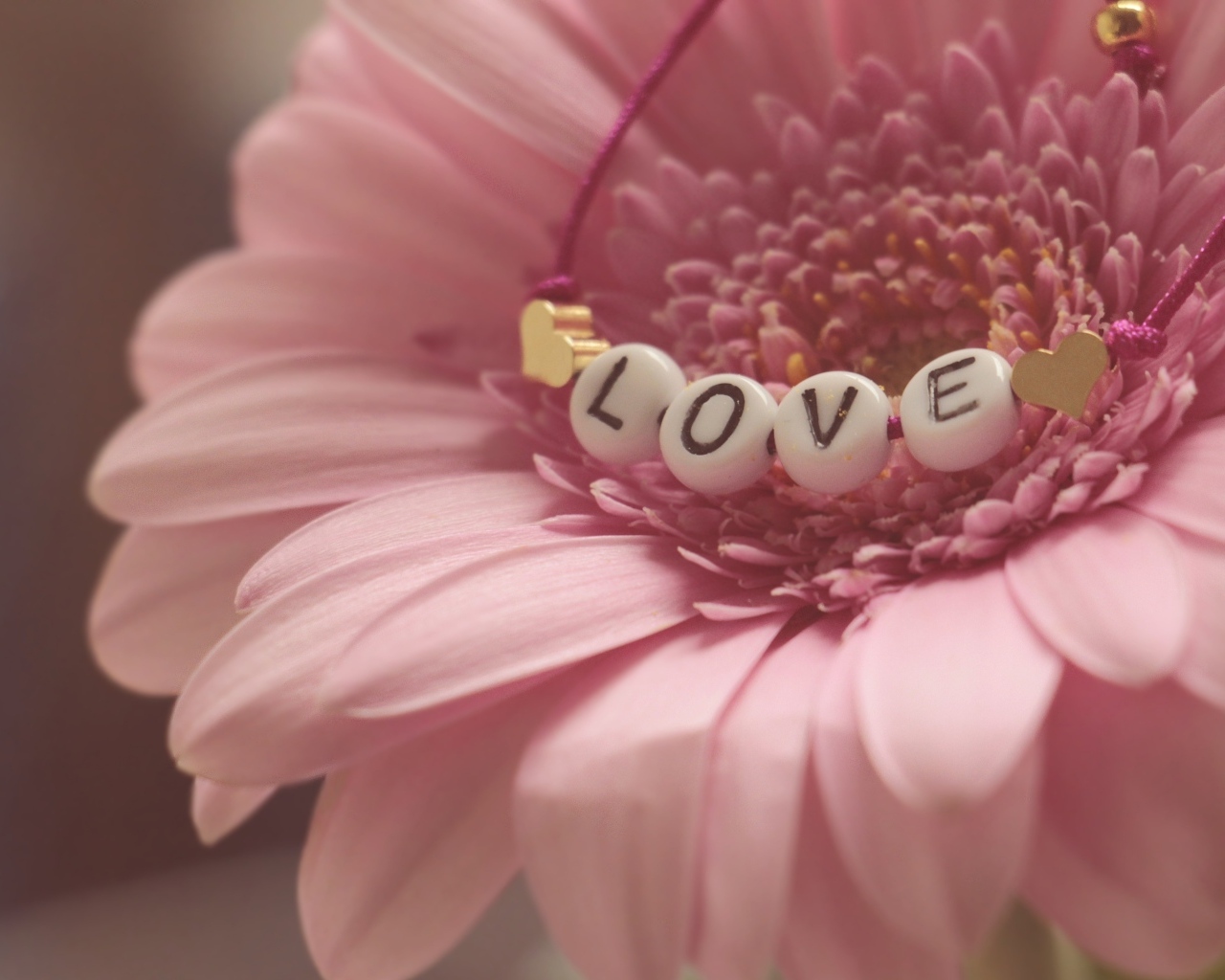 Красивая розовая гербера с надписью любовь