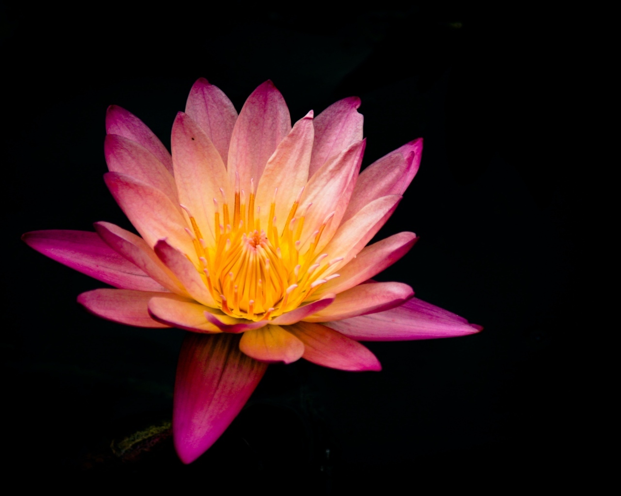 Красивый розовый цветок лотоса на черном фоне