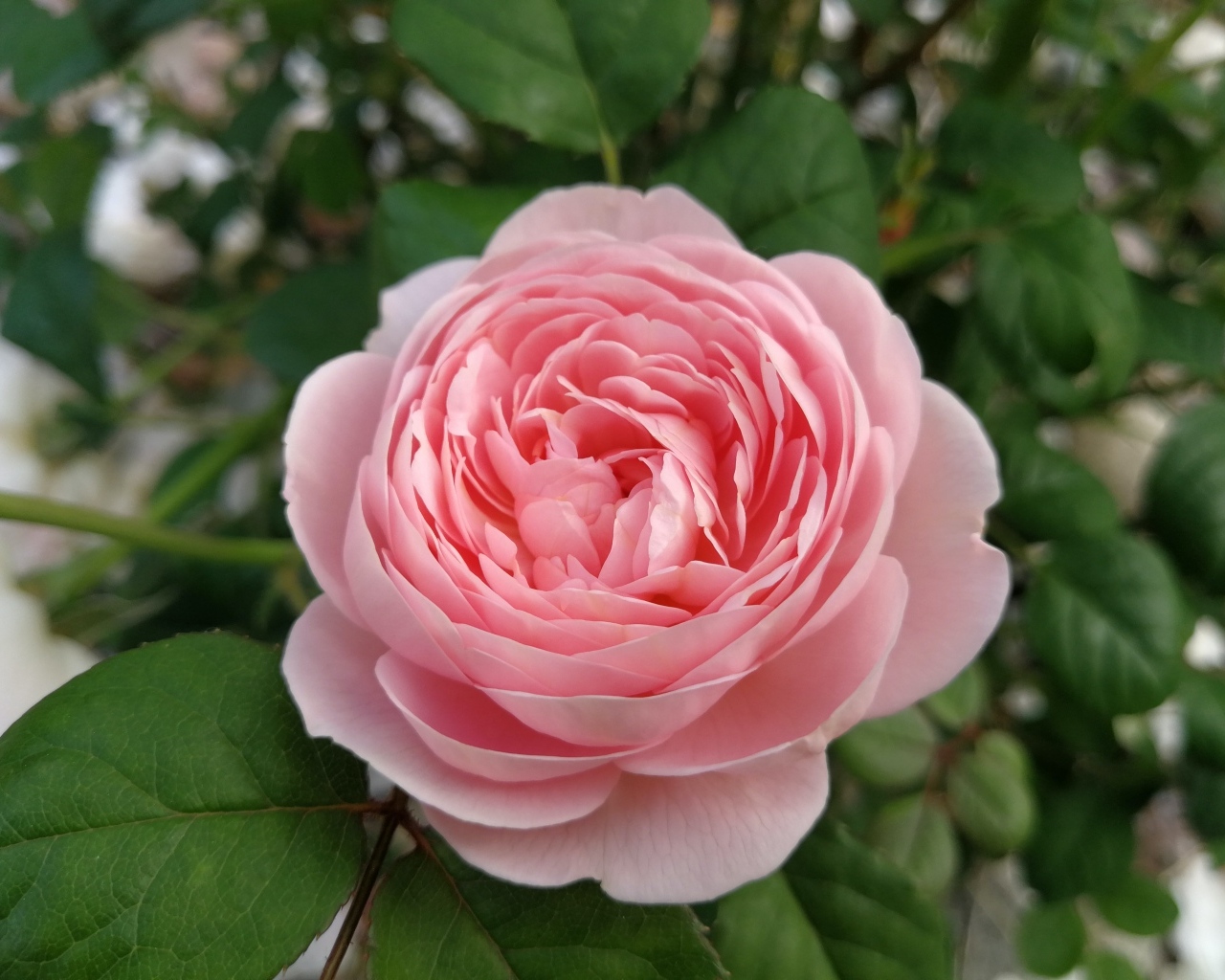 Красивая розовая пышная роза с зелеными листьями