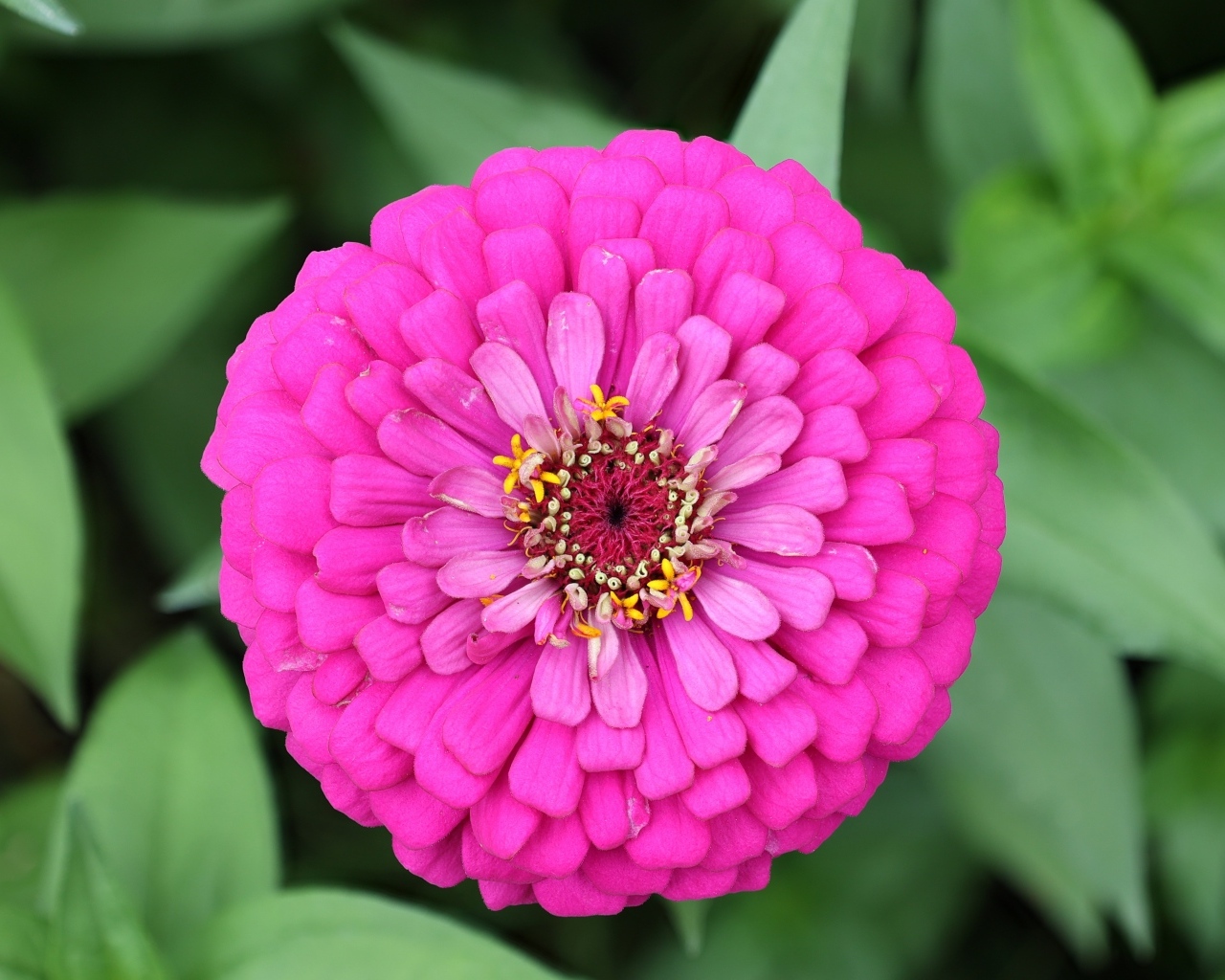 Красивый розовый пышный цветок цинния