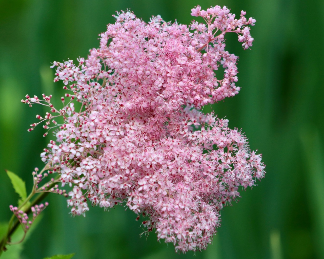 Красивый розовый цветок таволга