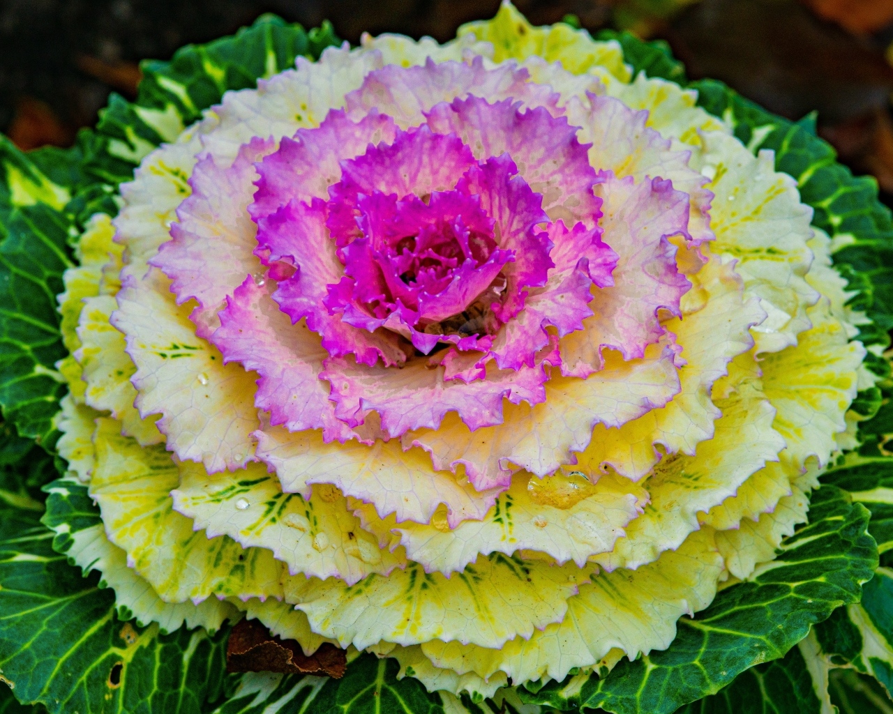 Красивый розовый цветок декоративной капусты