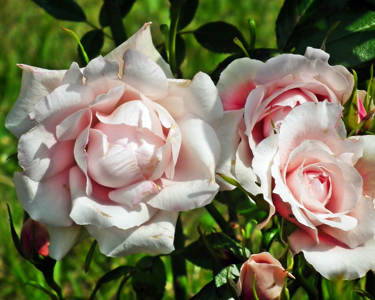 Красивые розовые парковые розы