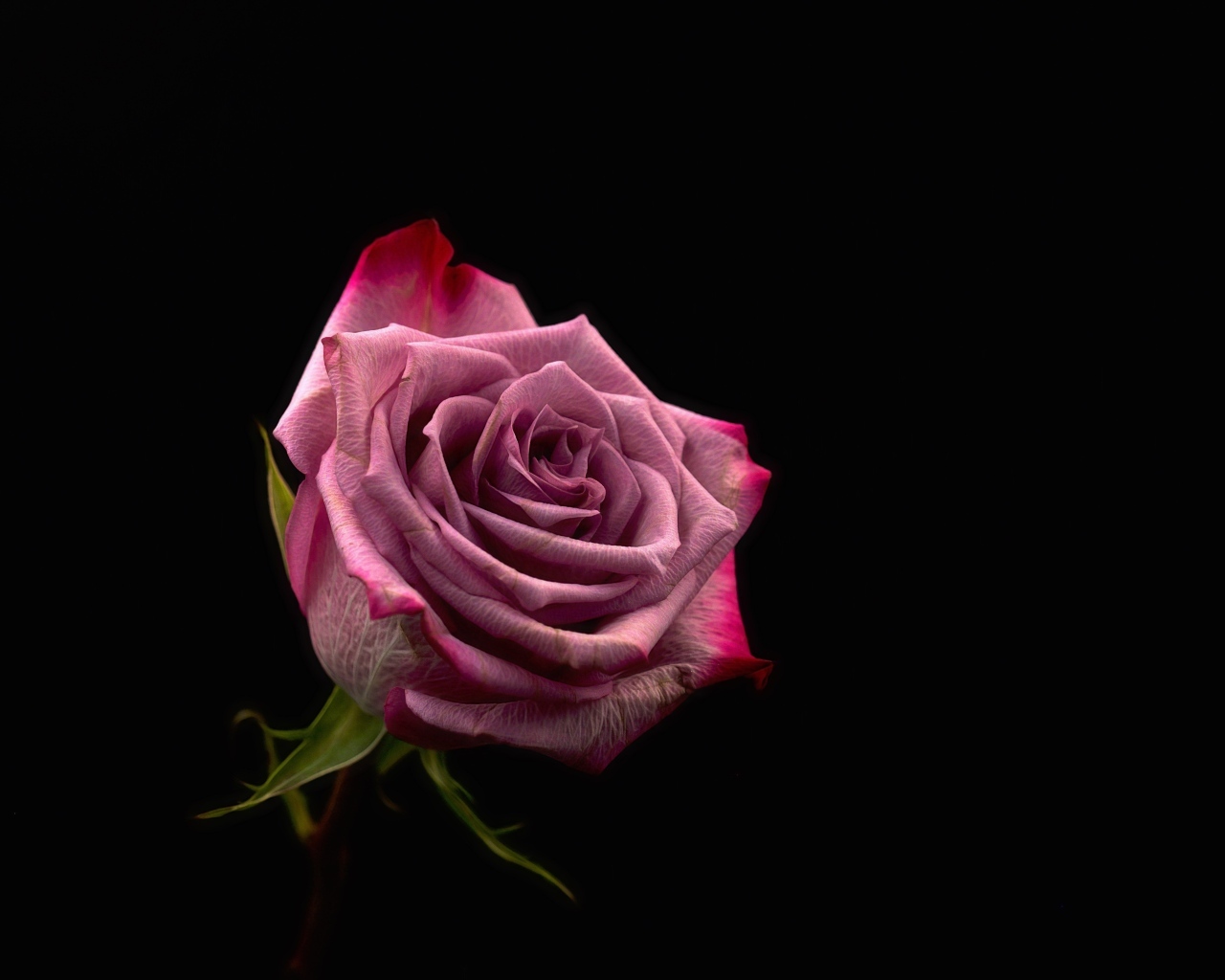 Красивая розовая роза на черном фоне