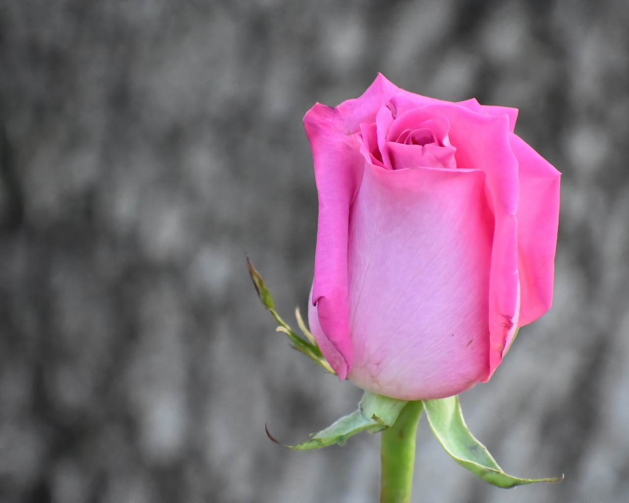 Красивая розовая роза на сером фоне