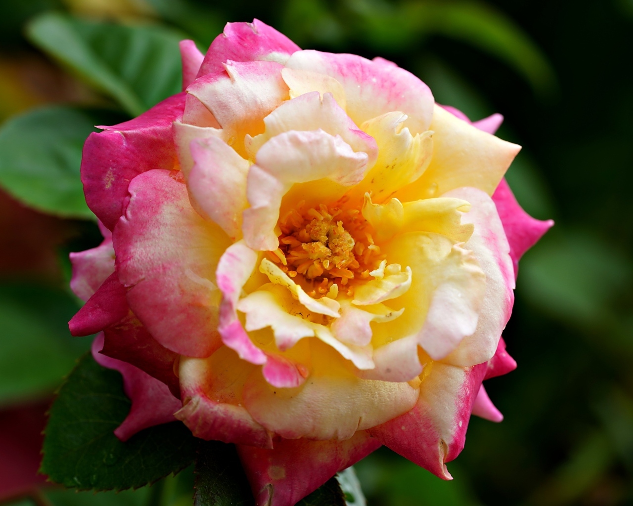 Красивая розовая роза с желтой серединкой близи