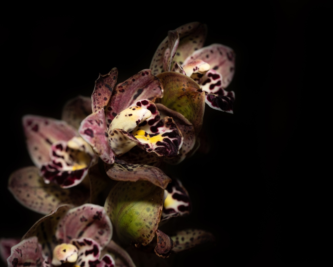 Красивая розовая пятнистая орхидея на черном фоне