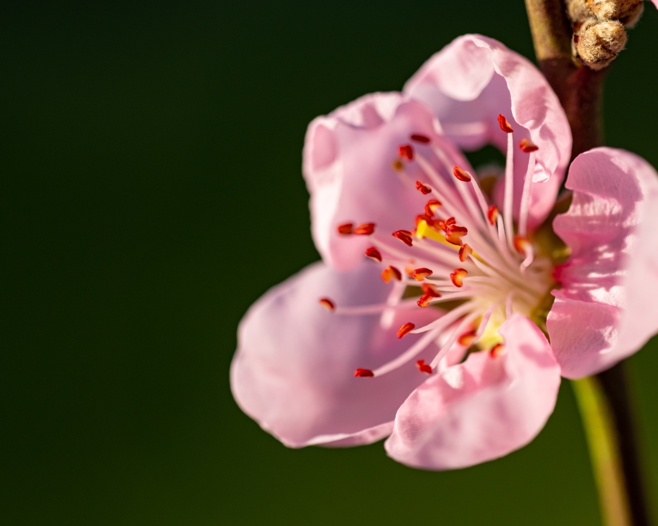Красивый розовый весенний цветок на ветке в лучах света