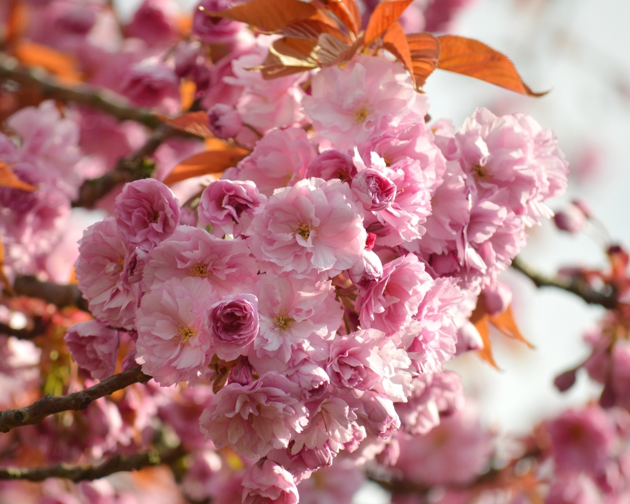 Красивые розовые весенние цветы луизеания