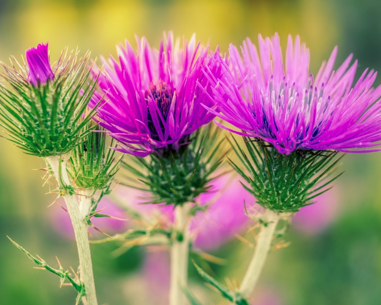 Красивые розовые цветы чертополоха