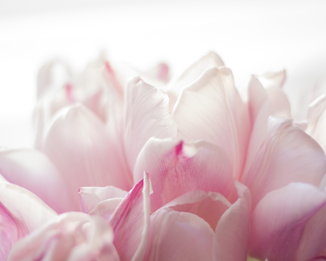 Красивые розовые лепестки тюльпана 