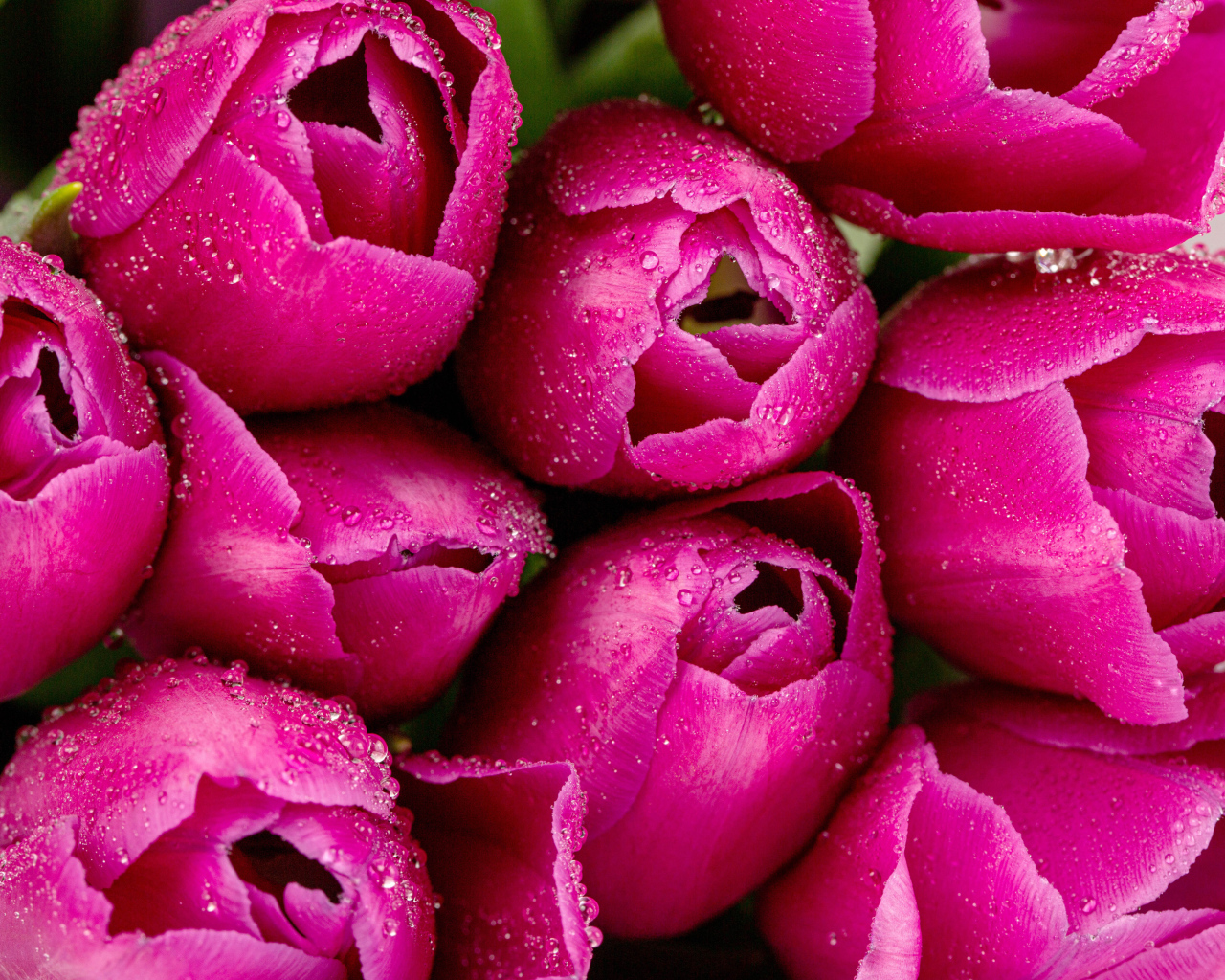 Красивые розовые тюльпаны в каплях росы крупным планом