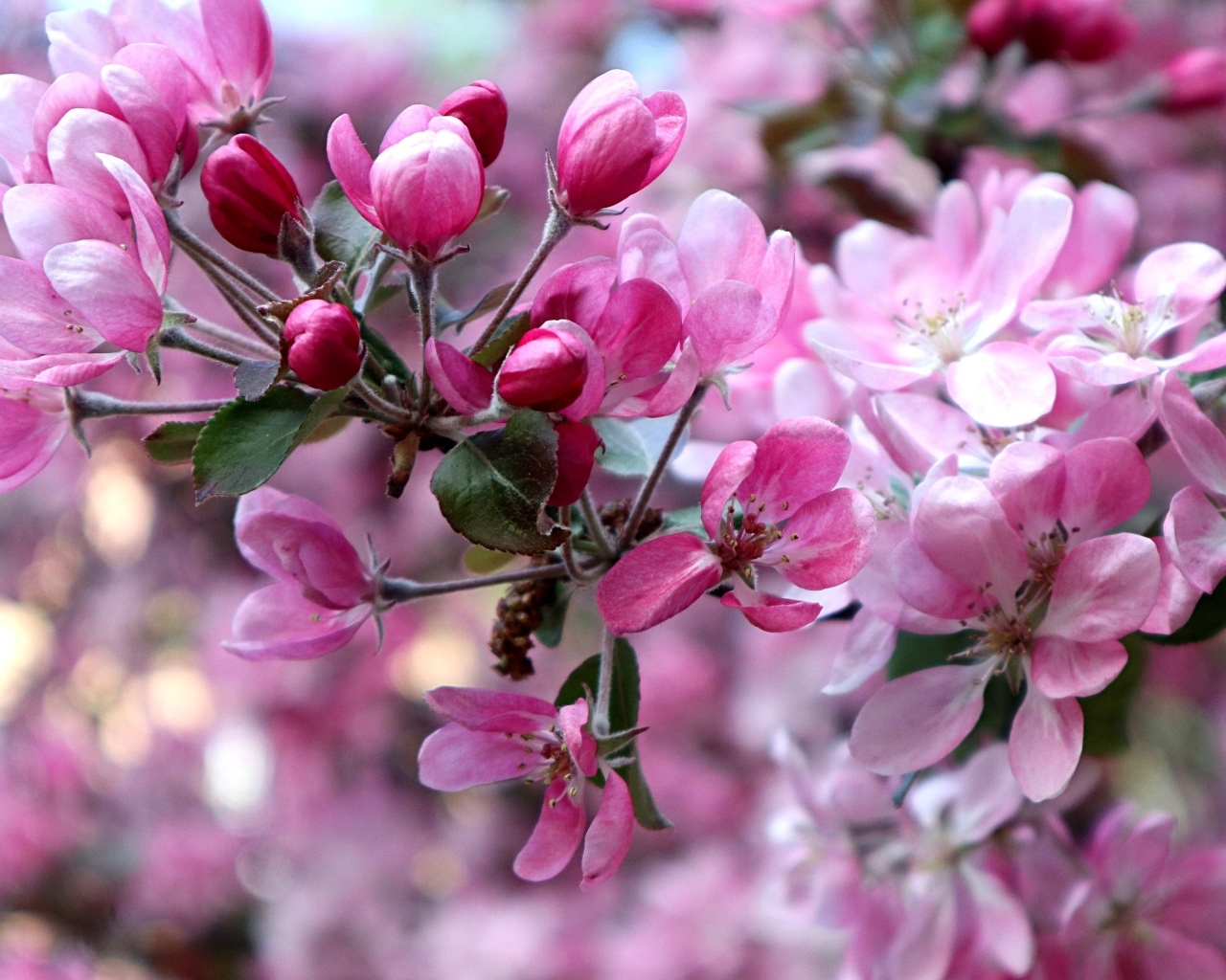 Красивые розовые  цветы дикой яблони 