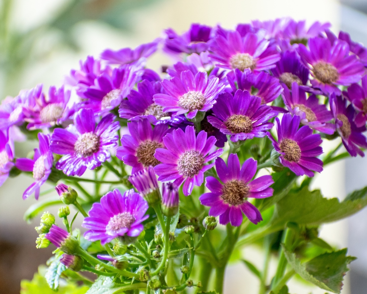 Красивые фиолетовые осенние цветы