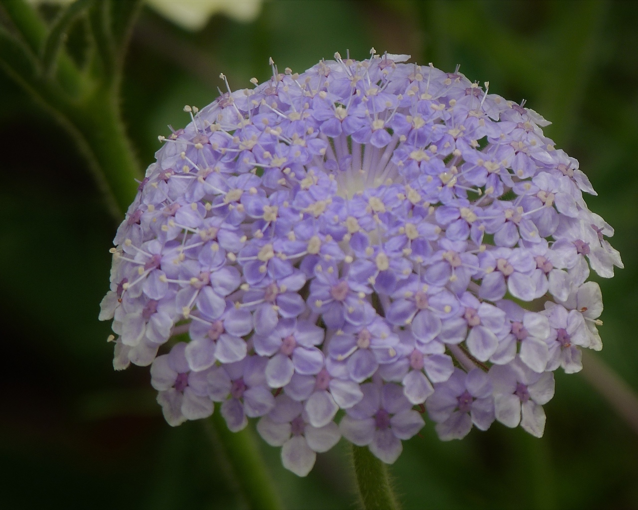 Красивый фиолетовый цветок скабиоза