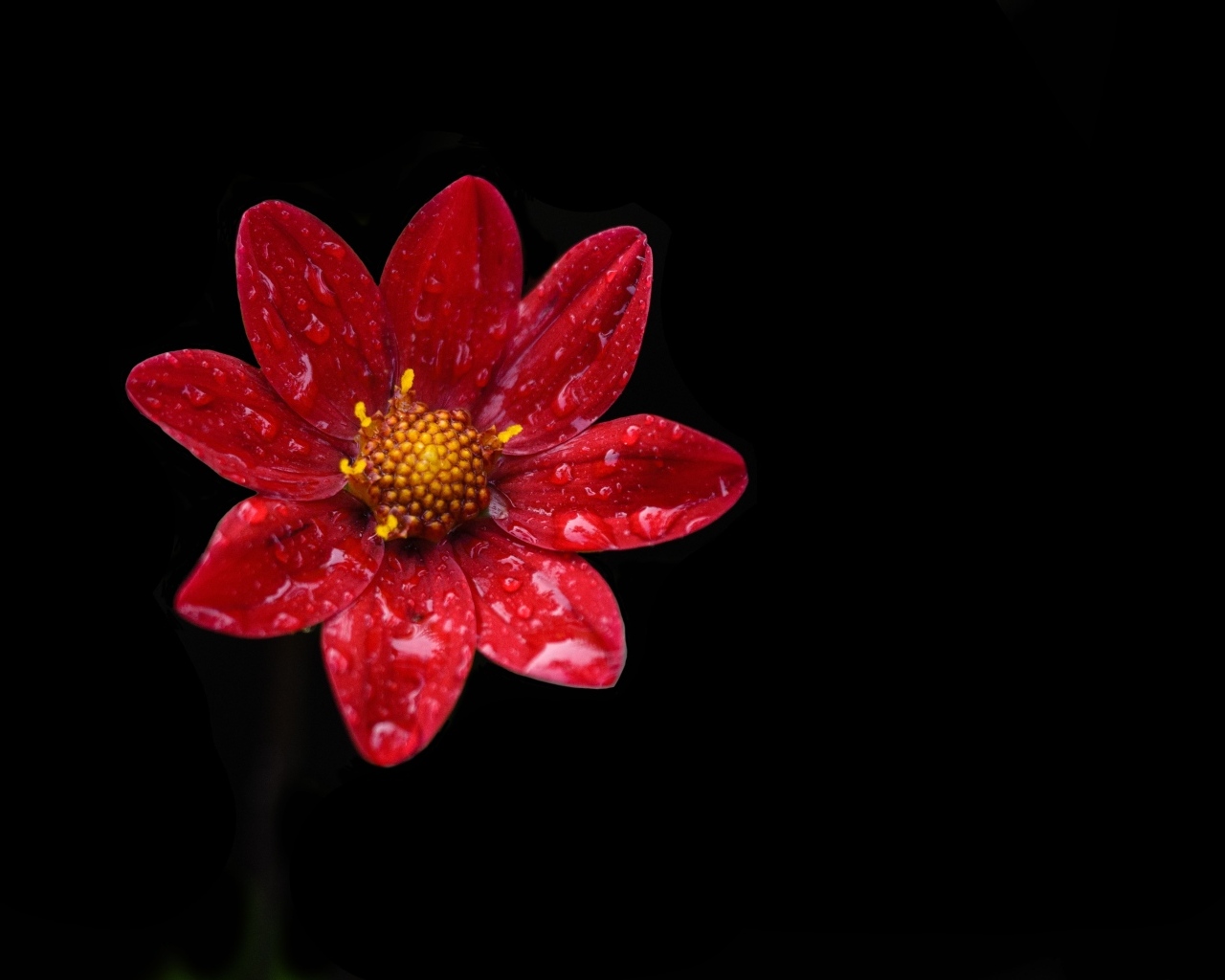 Красивый красный цветок георгина в каплях воды на черном фоне