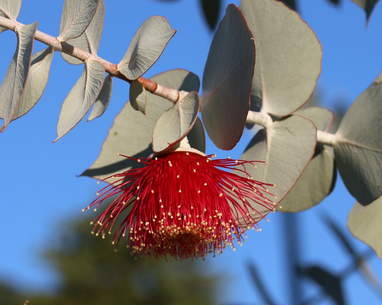 Красивый красный цветок эвкалипта с листьями