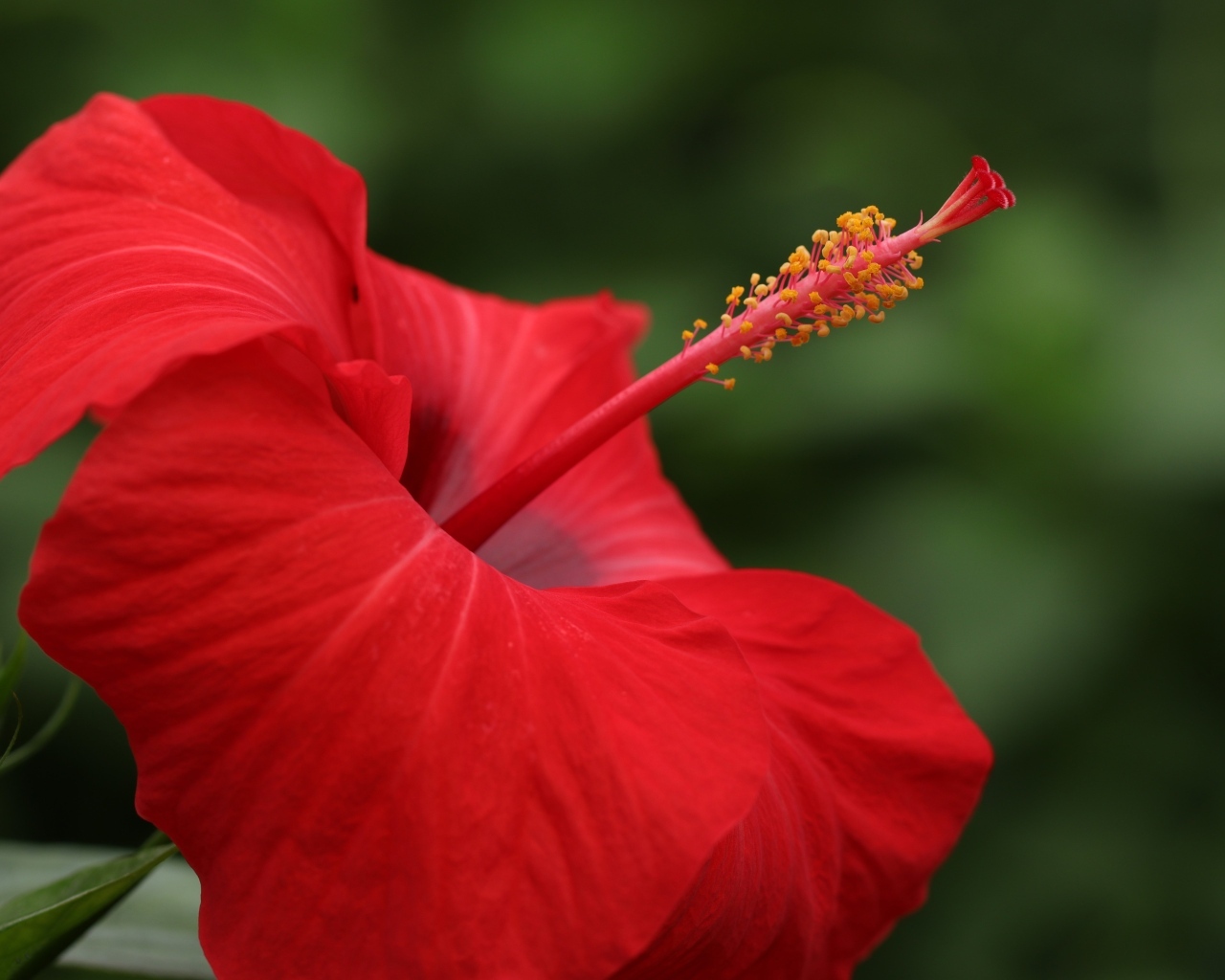 Красивый красный цветок гибискуса крупным планом