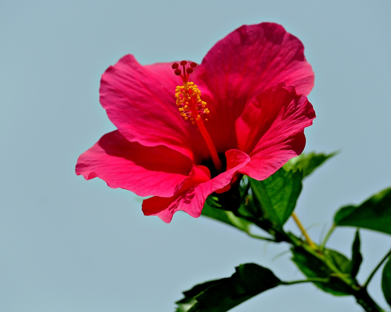 Красивый красный цветок гибискуса на голубом фоне