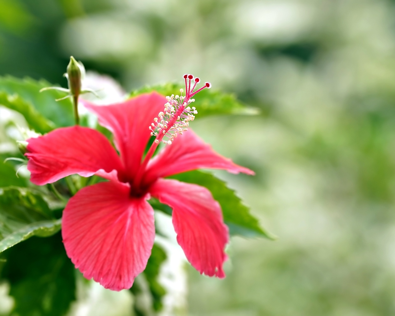 Красивый красный гибискус с бутонами и зелеными листьями