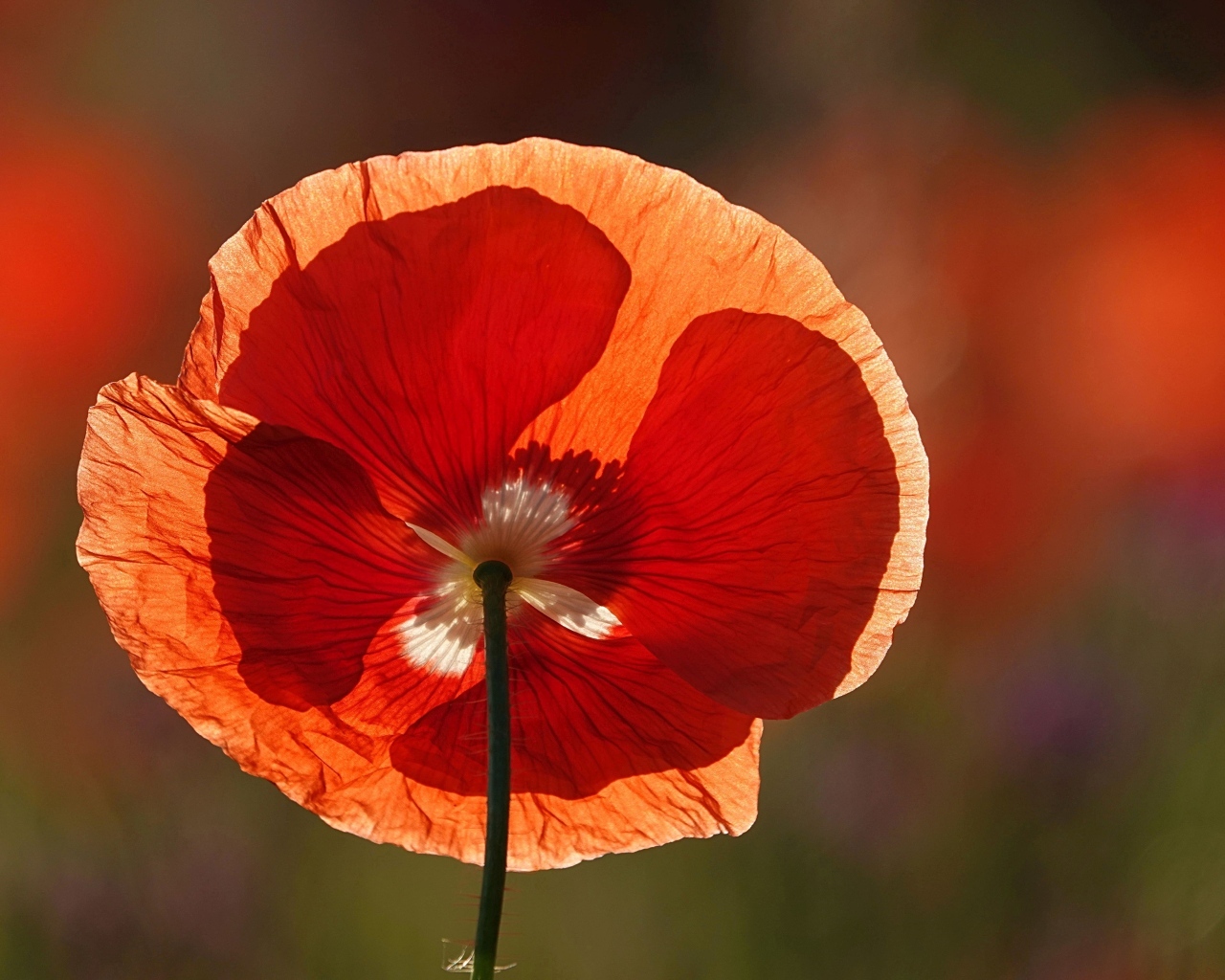 Красивый красный цветок мака в лучах солнца