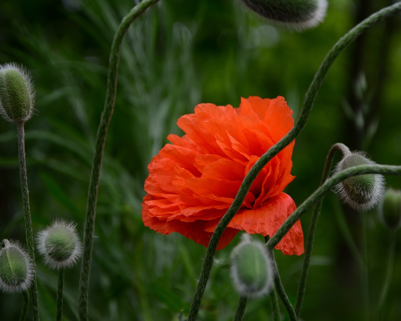 Красивый красный мак с бутонами крупным планом
