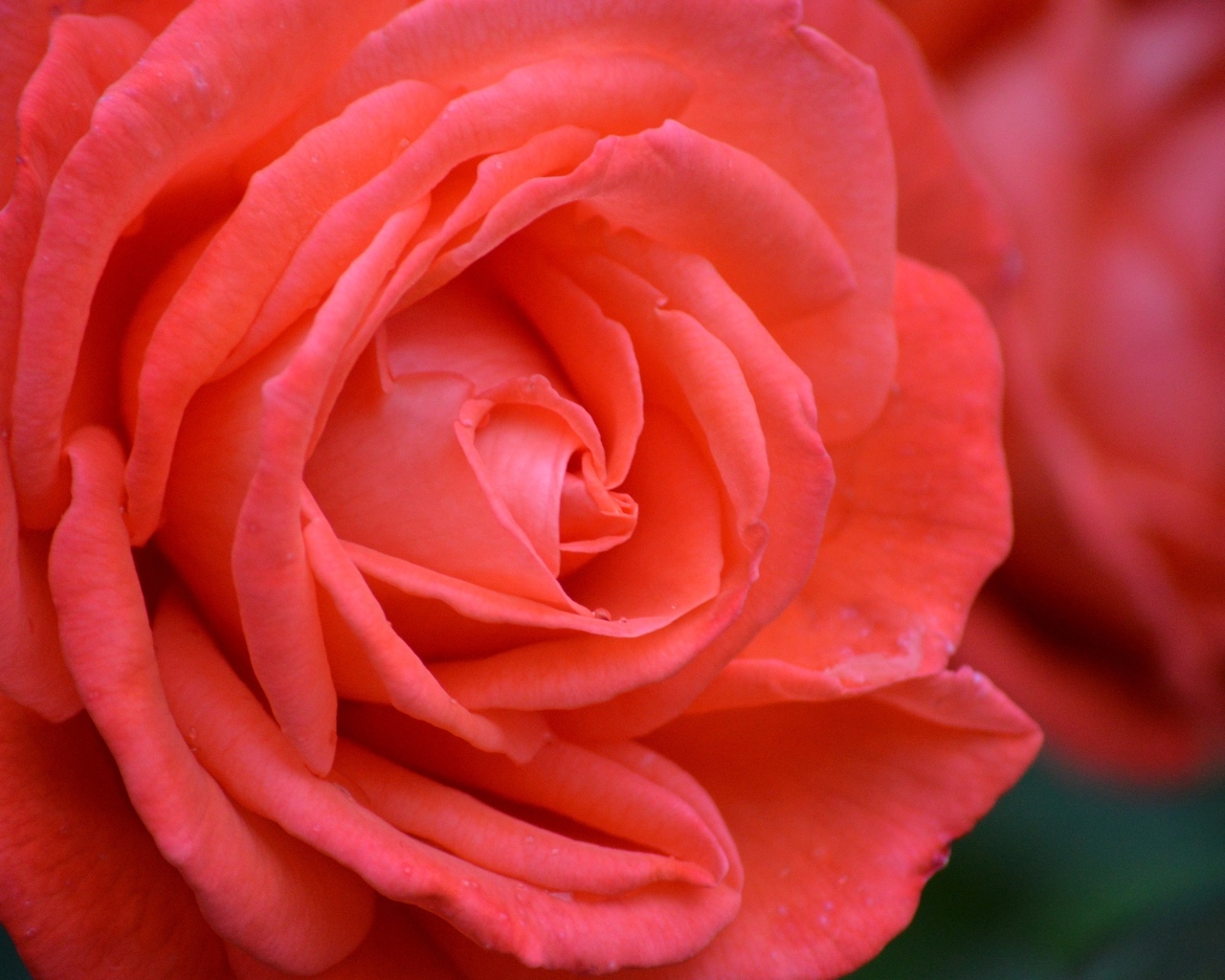 Цветок красивой красной розы крупным планом