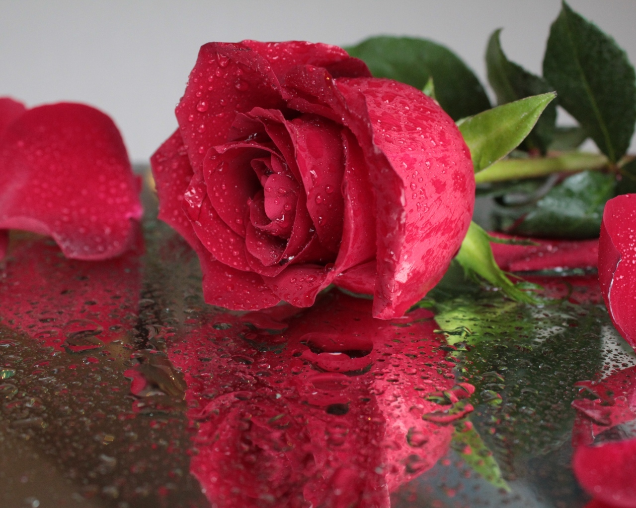Красивый красный цветок розы на мокрой поверхности
